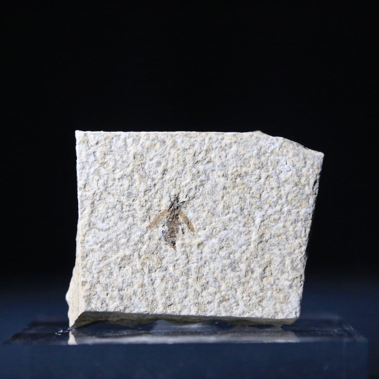 Insect Fossil from Green River formation in Wyoming (120 grams)