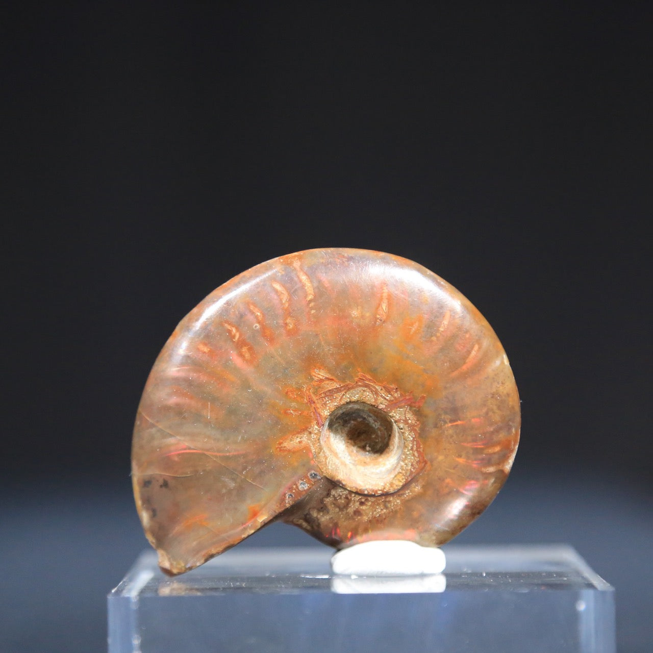 Ammonite Fossil (72 grams)